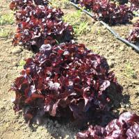 The Crows Farm Organic Red Butterhead Lettuce