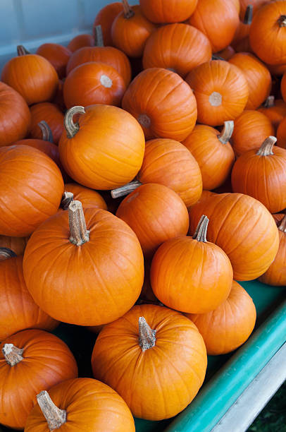 Sidhu Farm Sugar Pie Pumpkin